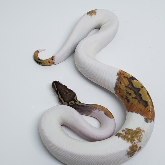 Hypo Pied Metal Flake Ball Python by Selected_Genetics