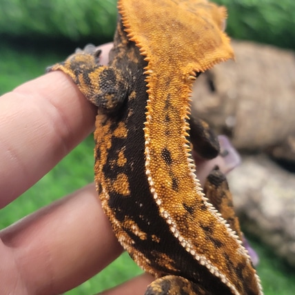 Spicy Dorito Crested Gecko