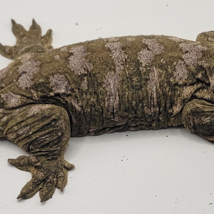 Nuu Ana Female- Snowbell Leachianus Gecko