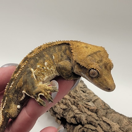 Frankenbeans- Funky Harlequin Dude Crested Gecko