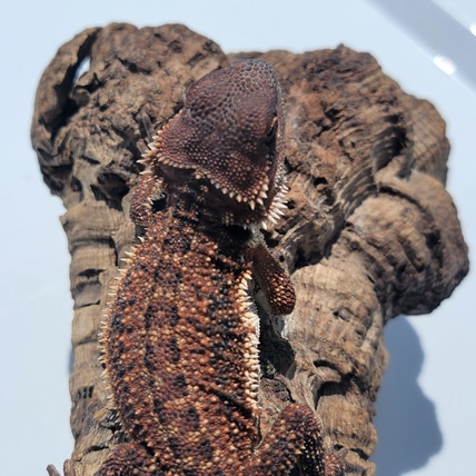 3/4 Red Monster Dunner Het Trans Central Bearded Dragon