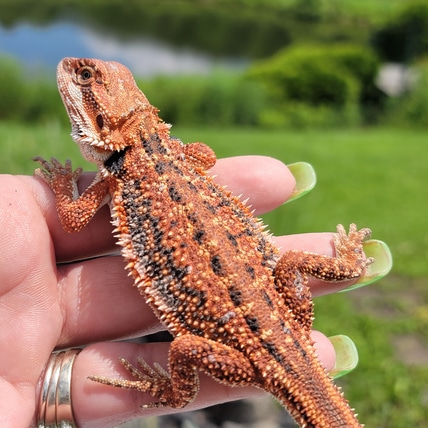 3/4 Red Monster Dunner Het Trans Central Bearded Dragon