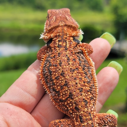 75% Red Monster Dunner Het Trans Central Bearded Dragon