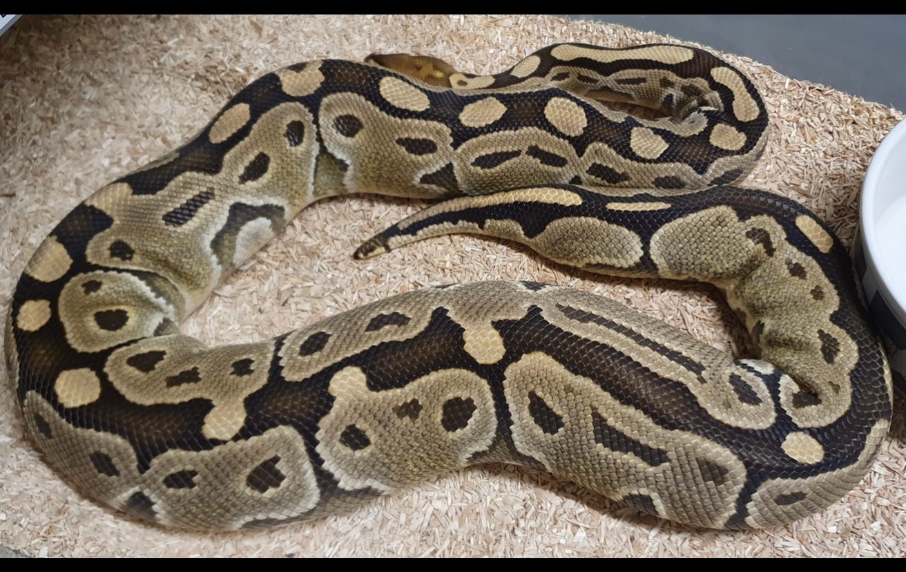 Special Het Pied Ball Python by Italian Made Exotics - MorphMarket