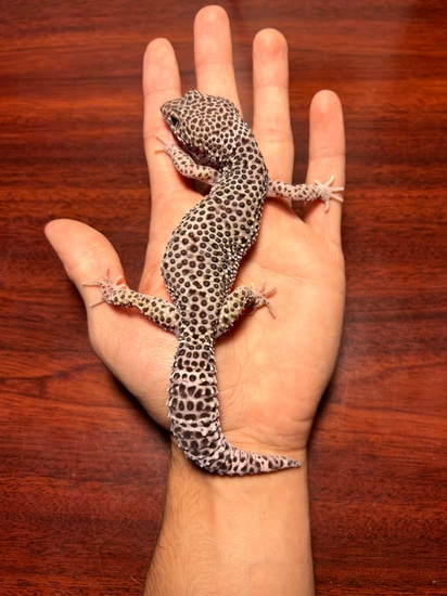 Mack Snow Eclipse Leopard Gecko by The Untamed Reptiles