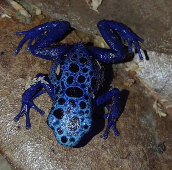 Dendrobates Tinctorius 'Azureus' Dyeing Dart Frog by Pick Your Poison Pets