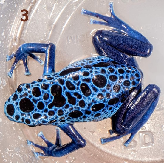 Tinctorius Azureus Proven Pair Dyeing Dart Frog by Pick Your Poison Pets