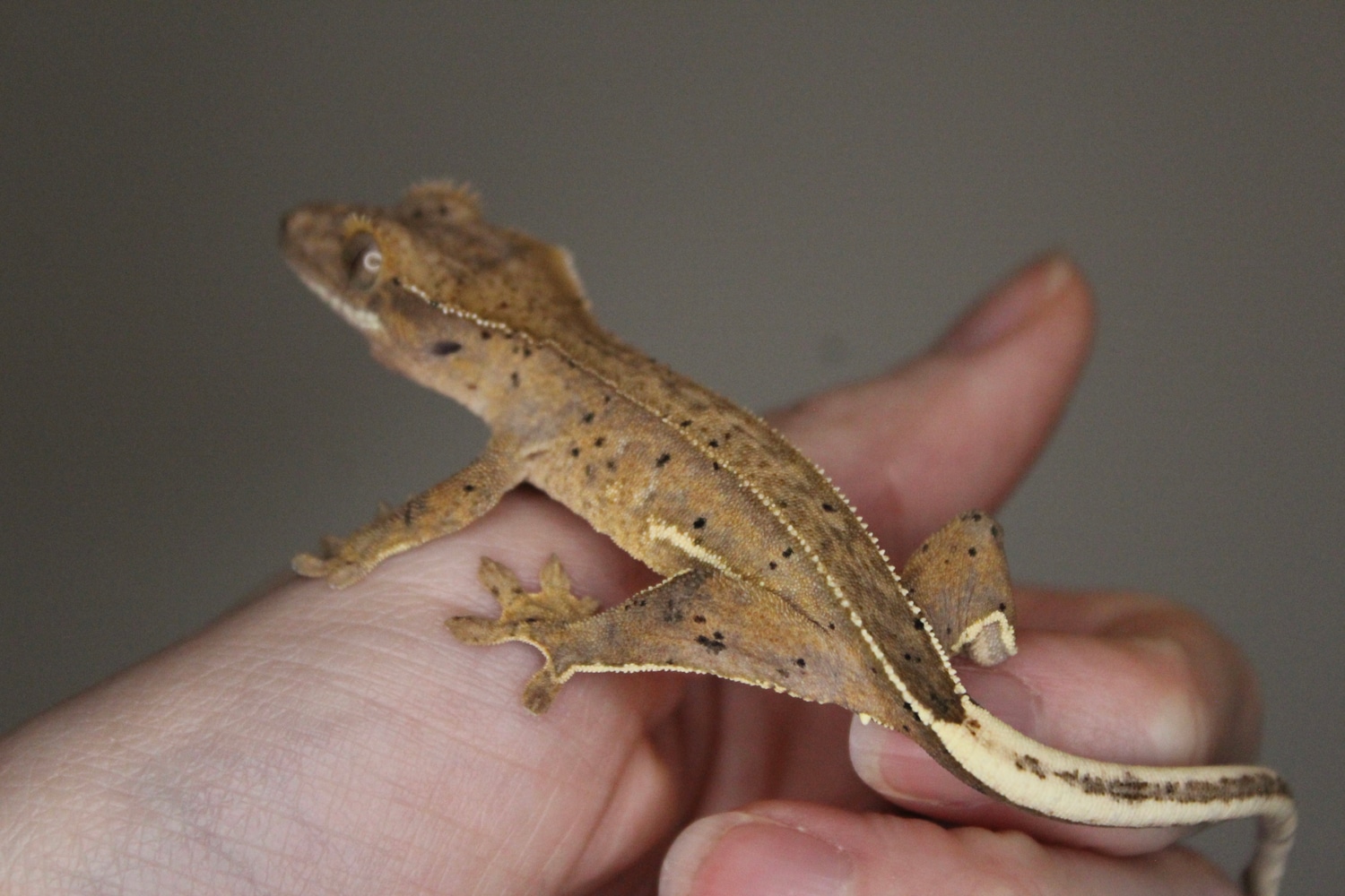 Holdback Release Super Dalmation Crested Gecko by Gecko Worlds