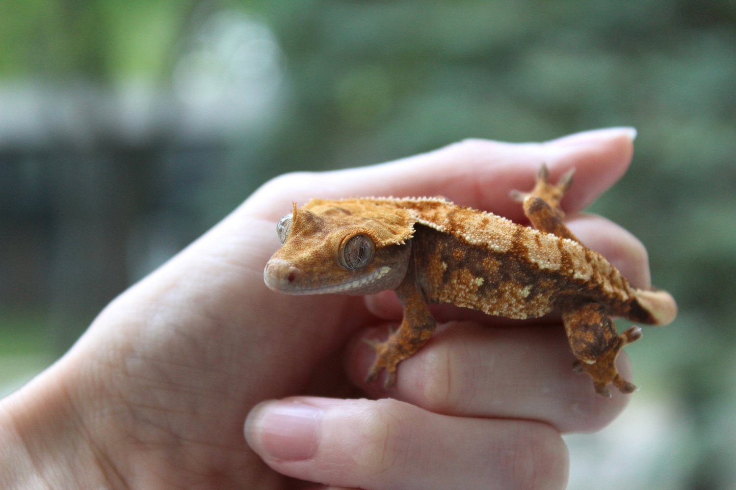 Extreme Harlequin Tricolor Portholes Pos Lavender Holdback Release