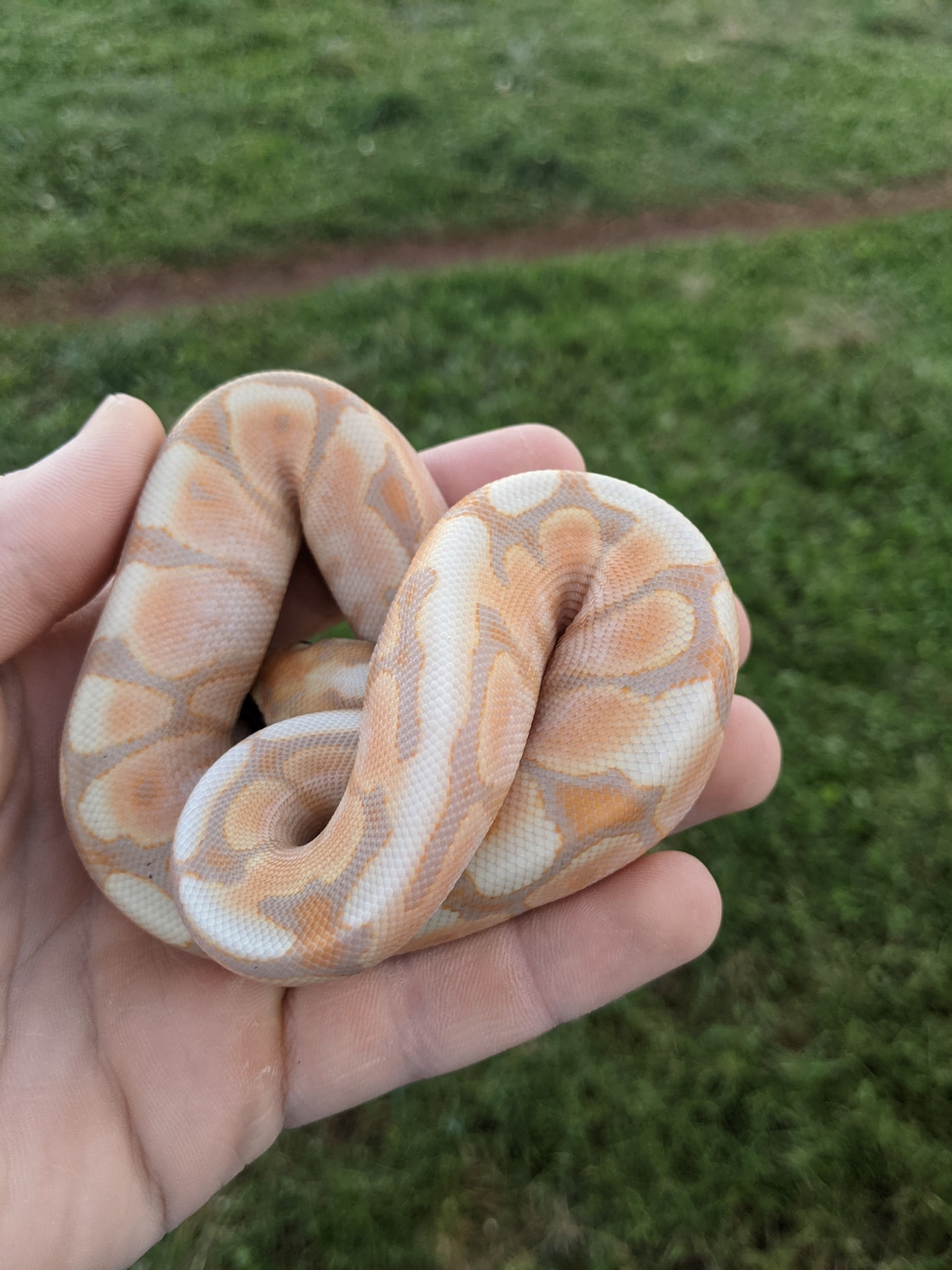 Banana Cinnamon Spider Ball Python by SeJaNi Reptiles MorphMarket