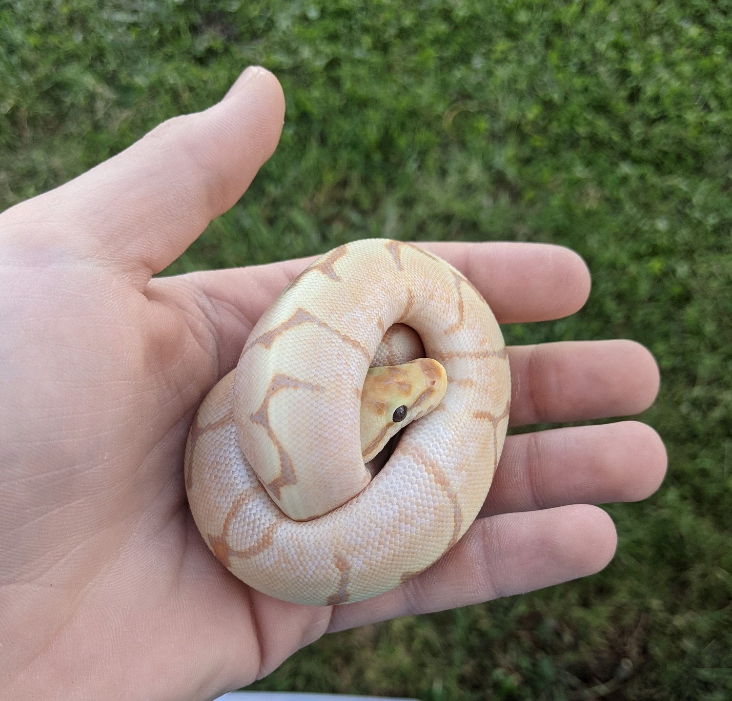 Banana Spider Ball Python by SeJaNi Reptiles MorphMarket