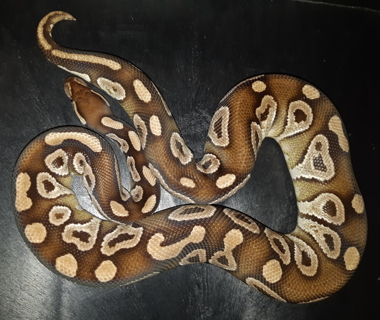 Mojave Het-Ultramel Ball Python by Selectively Bred Serpents - MorphMarket