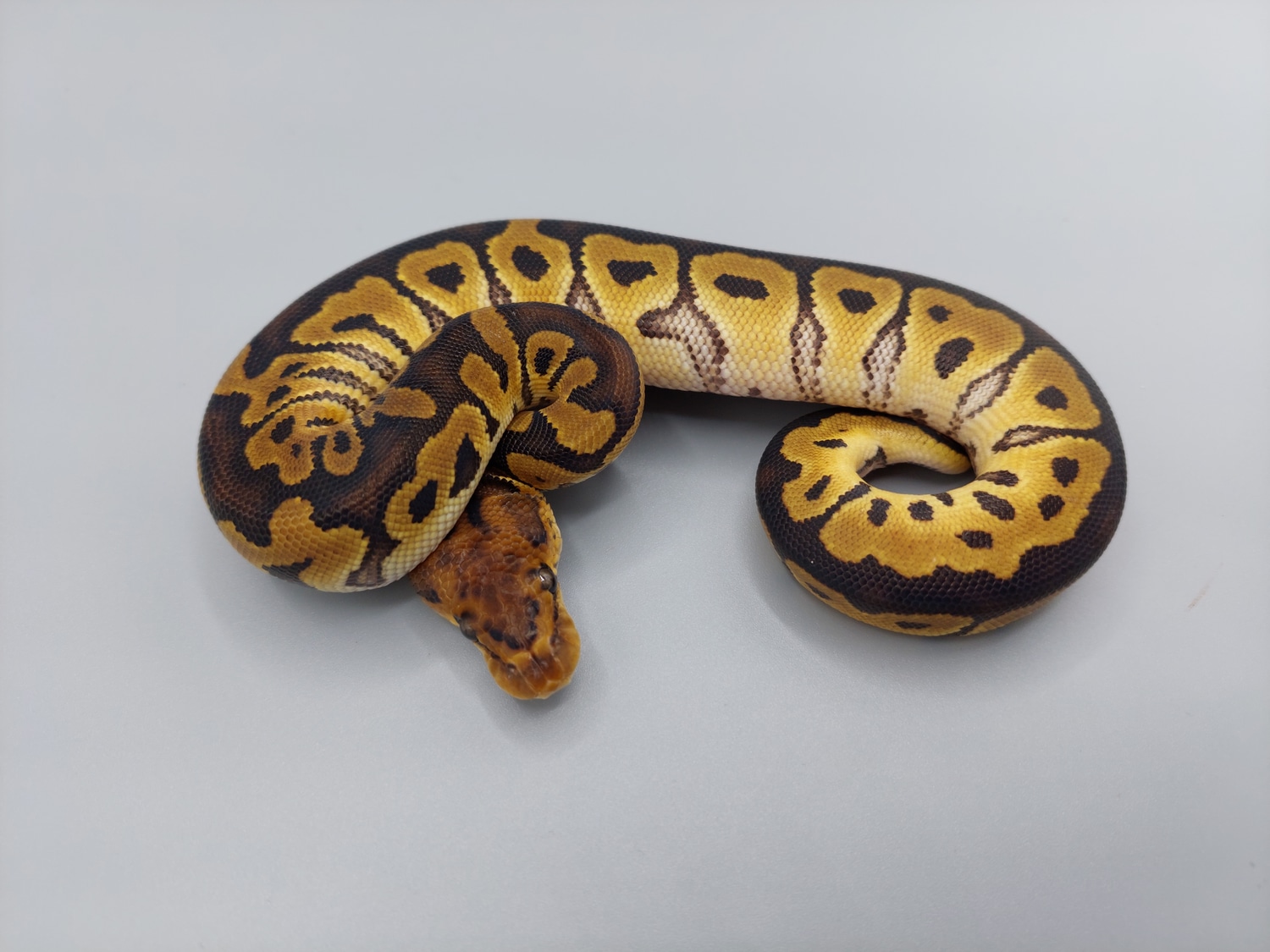 Clown Ball Python by Selectively Bred Serpents - MorphMarket