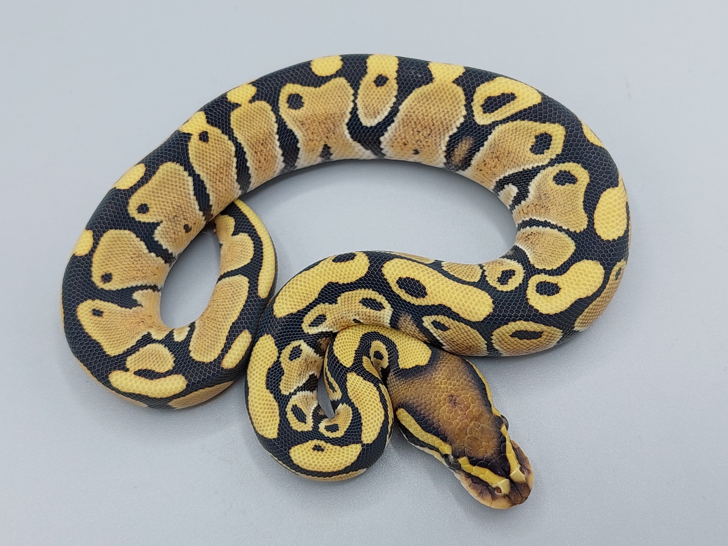 Enhancer Ball Python by Selectively Bred Serpents - MorphMarket