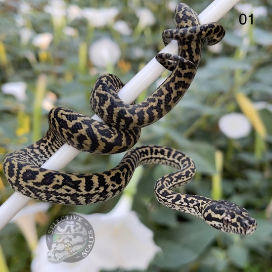 Low Diamond Zebra Jag Sibling Other Carpet Python by Selective Scales