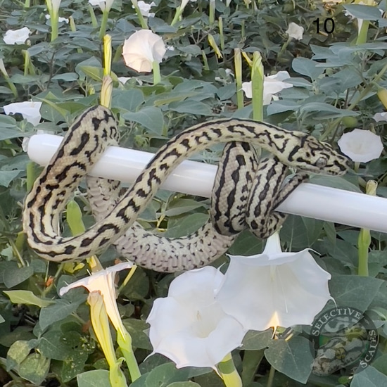Diamond Zebra Jag Other Carpet Python by Selective Scales