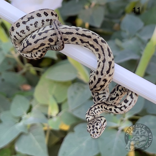 Diamond Zebra Jag Other Carpet Python by Selective Scales