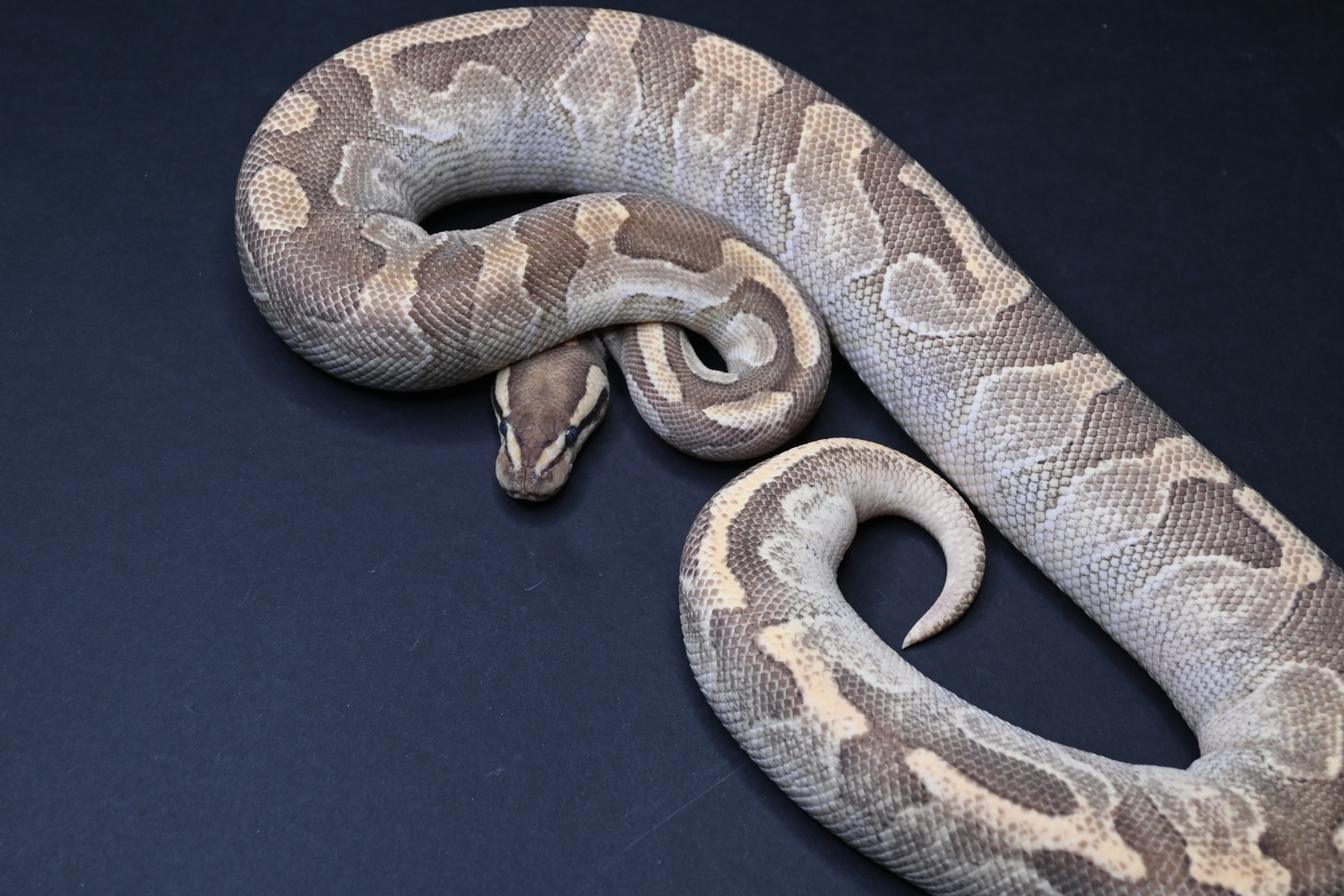 Mojave, Fire, Enchi, Yb Ball Python by Semper_Fidelis_Exotics - MorphMarket