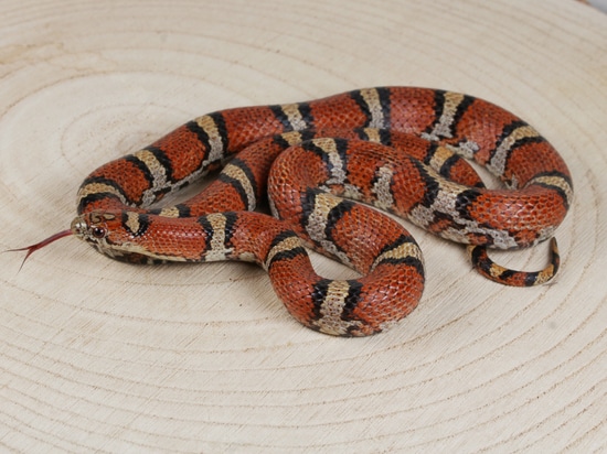 Buchanan County, Missouri Red Milksnake Red Milk Snake by Temporalis ...