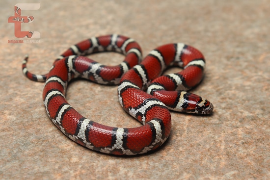 Male Marion County, Missouri Red Milksnake Red Milk Snake by Temporalis ...