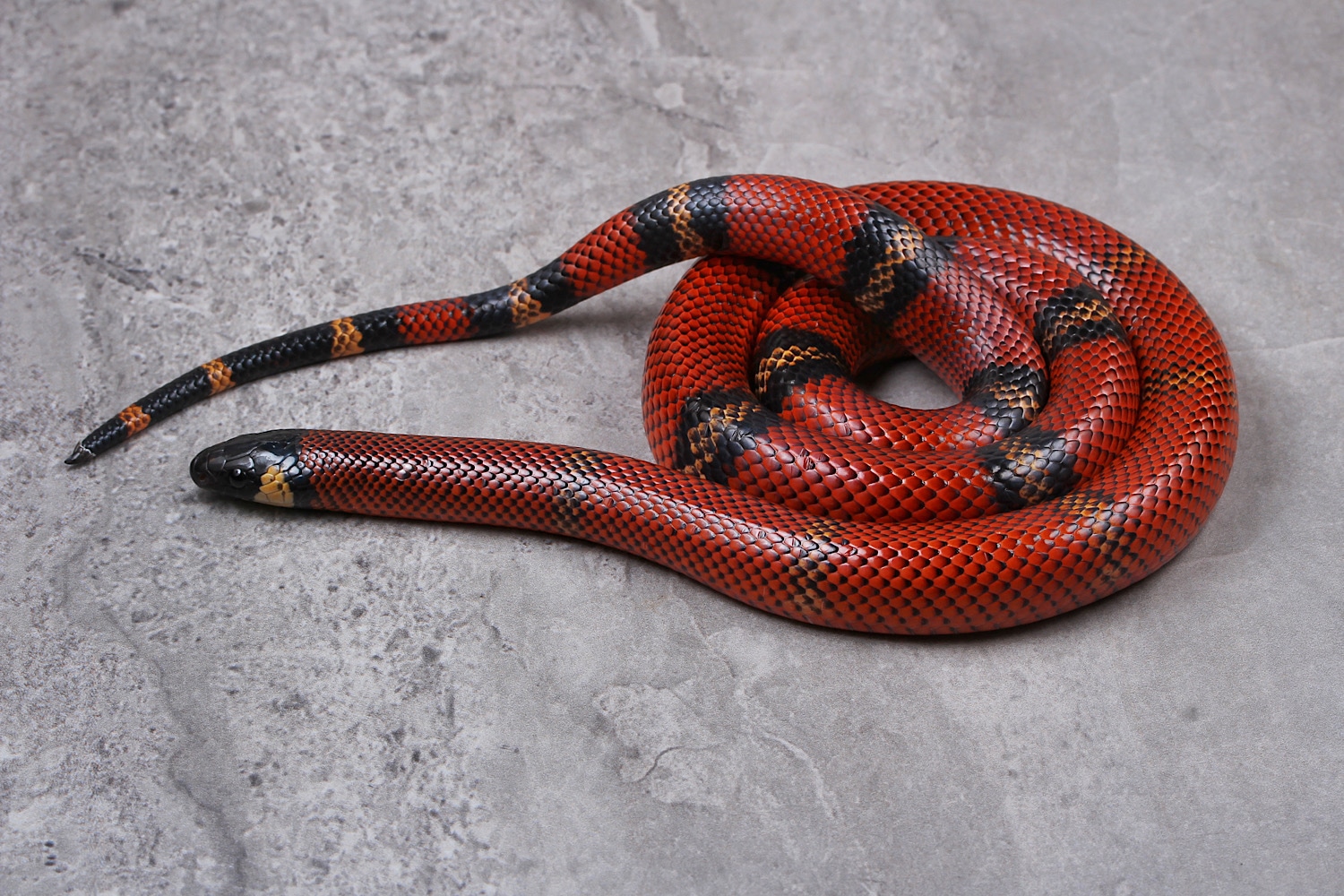Patternless Snake Female Half Patternless Yucatan Milksnake Blanchard's Milk Snake by ...