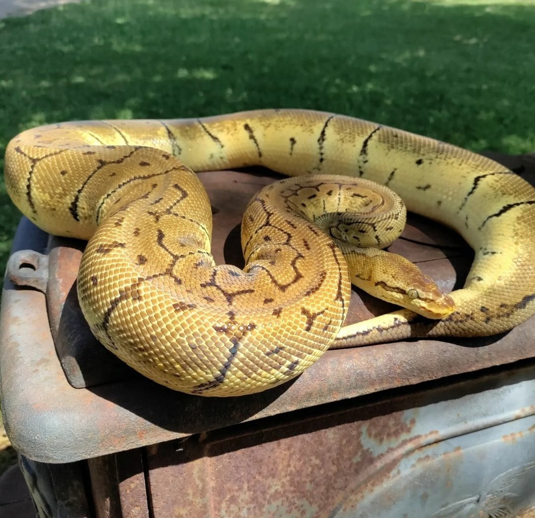 Super Brite Lemonblast Ball Python by Coils&Critters - MorphMarket