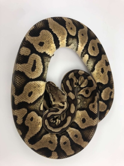 Jungle Pastel Ball Python by Inked_Exotic