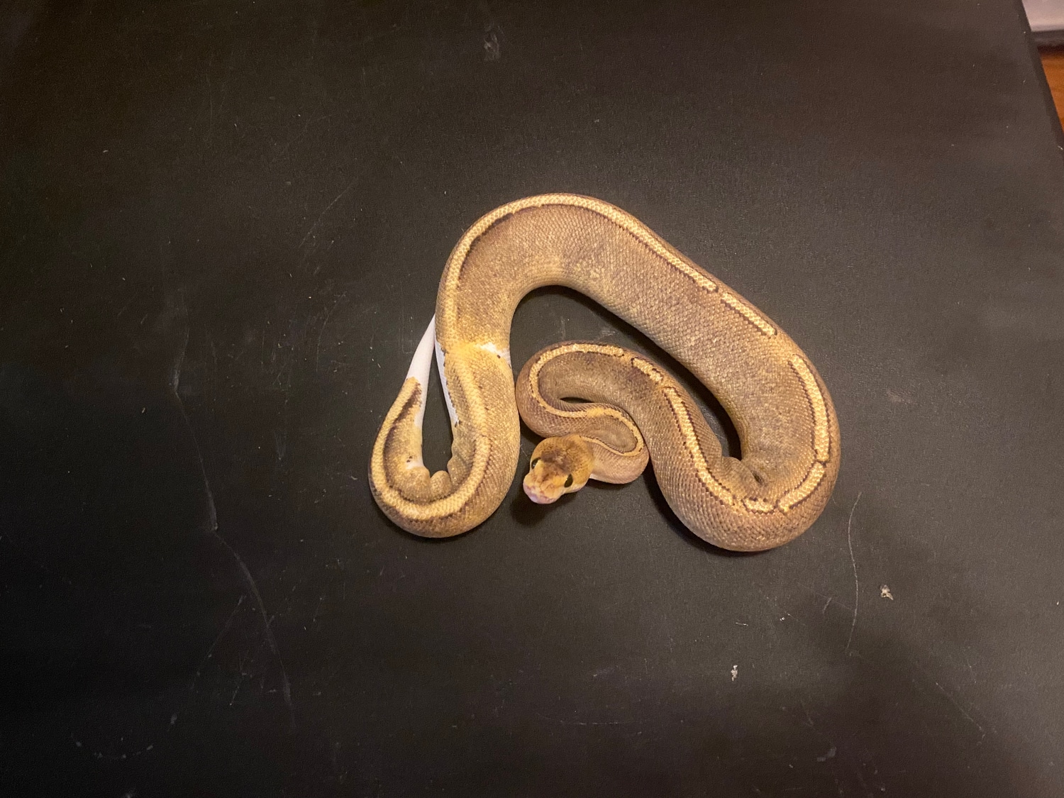 Champagne Pos Sable Ball Python by Inked_Exotic - MorphMarket