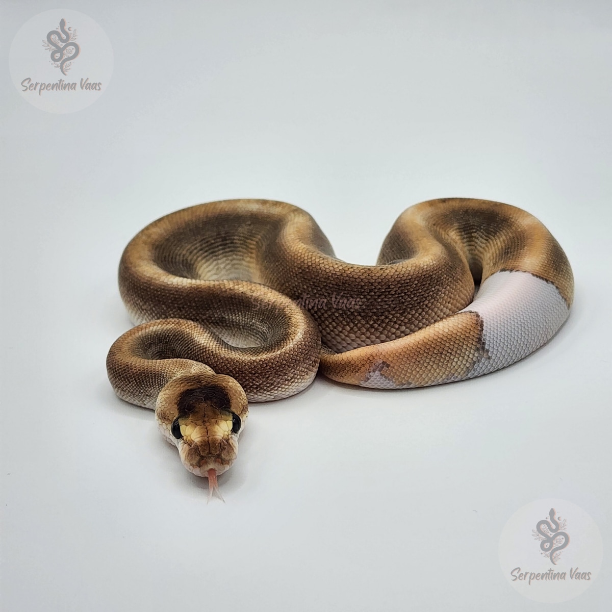 Cinnamon Champagne Ball Python by Serpentina Vaas - MorphMarket