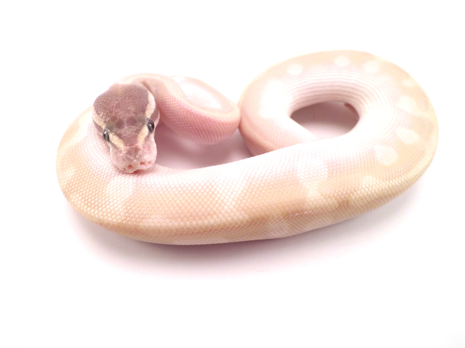 Corcra (Enchi Mystic Potion) Ball Python by Serpentine Enterprises ...