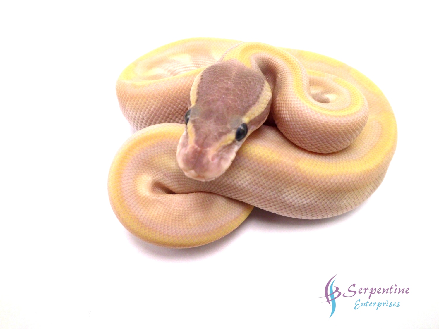 CorCra Ball Python by Serpentine Enterprises - MorphMarket