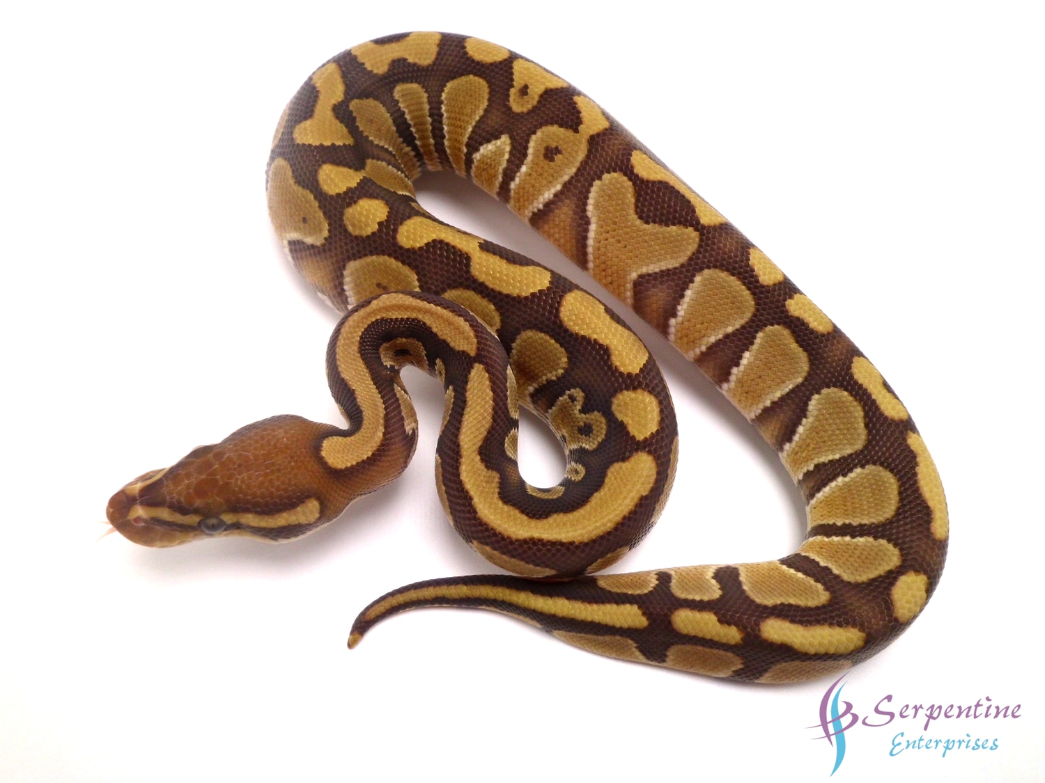 Caramel Albino Ball Python by Serpentine Enterprises - MorphMarket