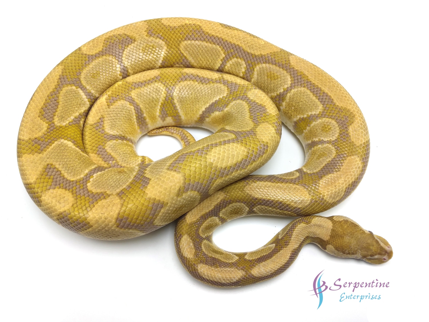 Caramel Albino Ball Python by Serpentine Enterprises - MorphMarket