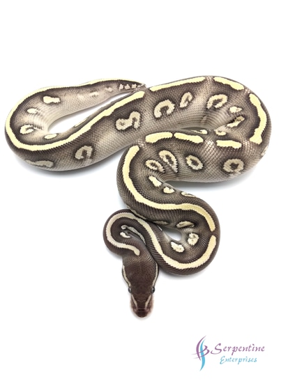 Super Mystic Ball Python by Serpentine Enterprises