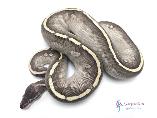 Super Mystic Ball Python by Serpentine Enterprises