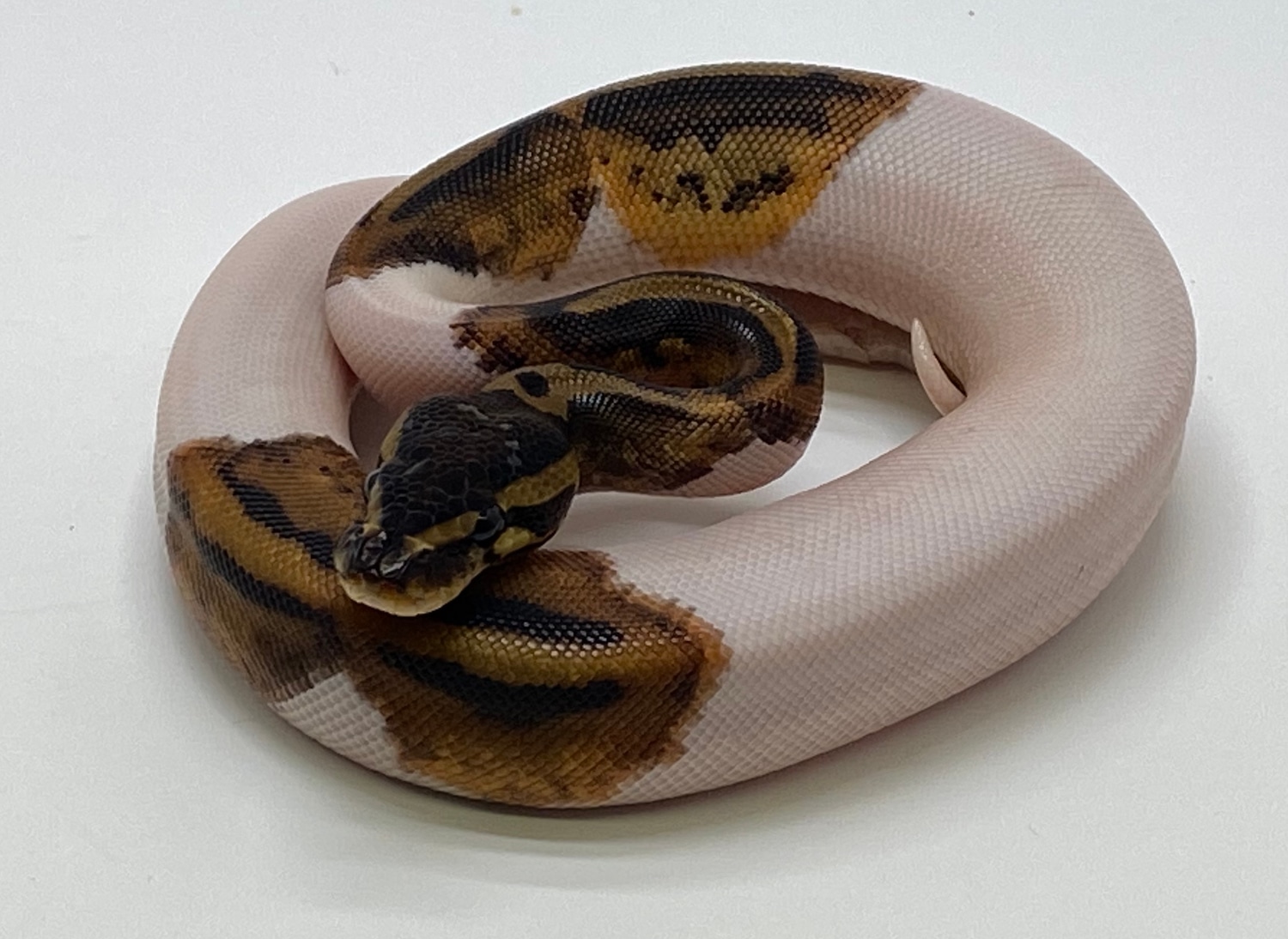 Pied Possible Het Caramel Ball Python by Serpentine Exotics - MorphMarket