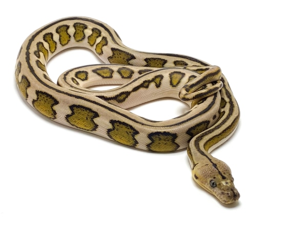 Motley Super Tiger Reticulated Python by Serpentine Exotics