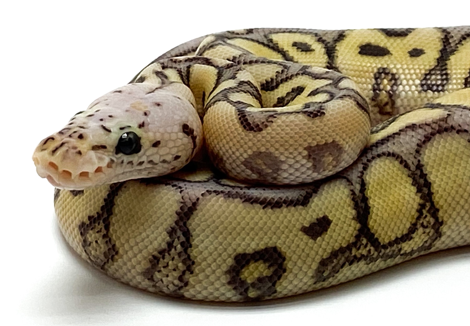 Super Pastel Fire Spotnose Clown Ball Python by Serpentine Exotics ...