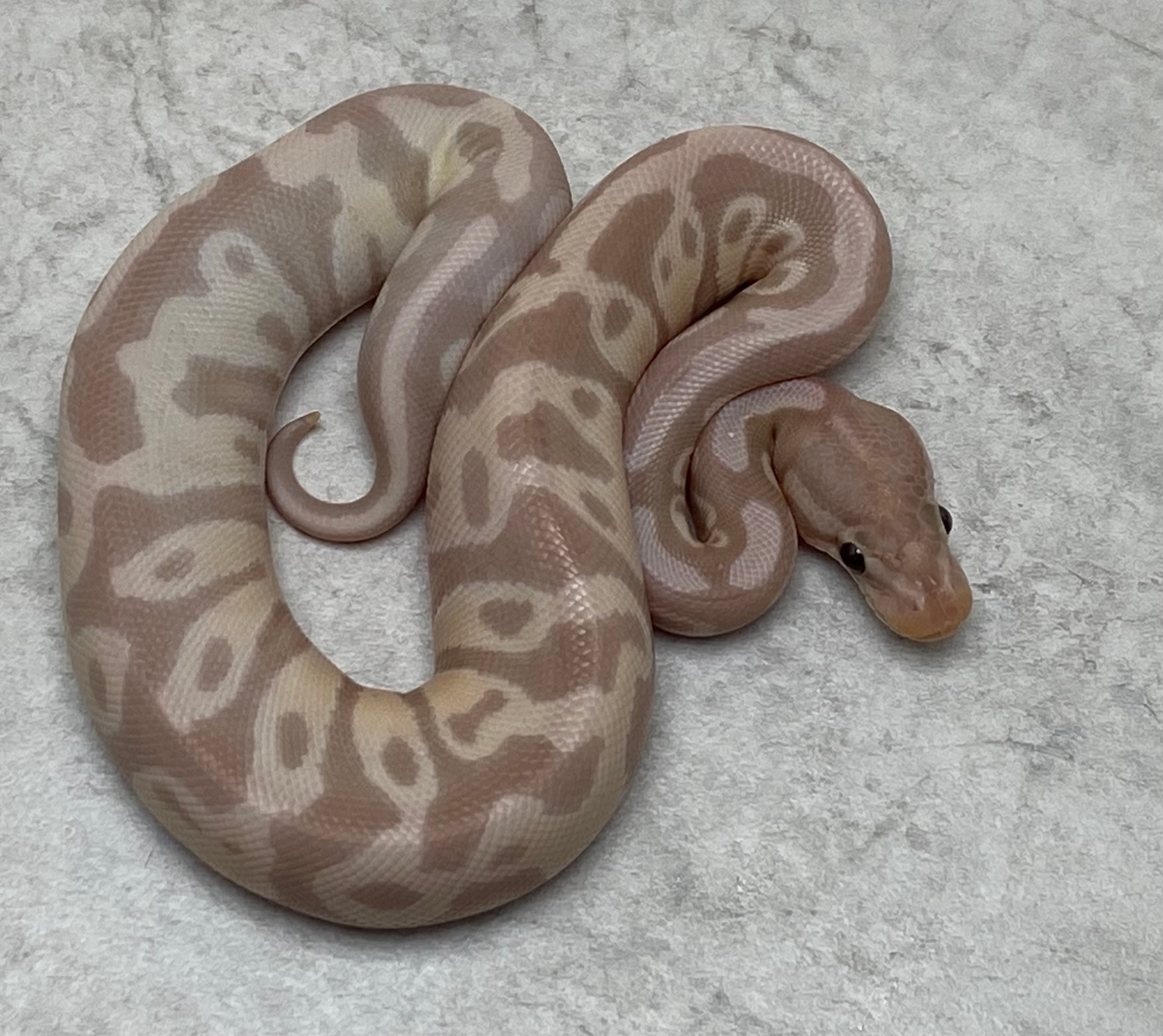 Super Banana Leopard Het Clown Ball Python by Serpentine Exotics