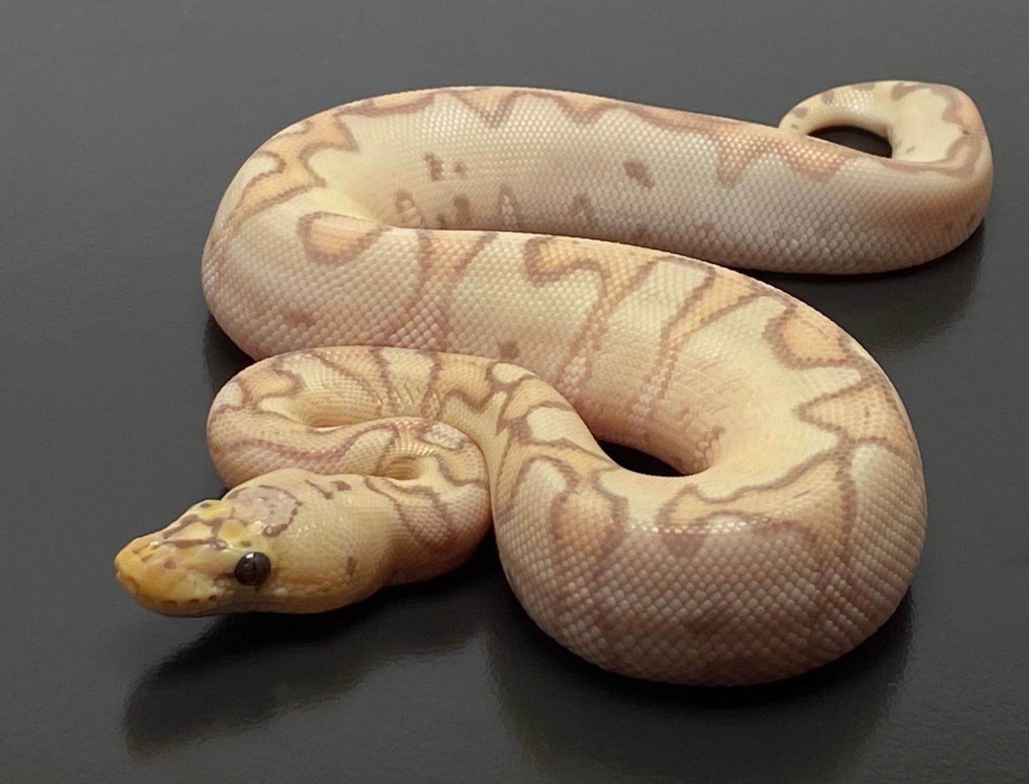 Pastel Banana Enchi Clown Ball Python by Serpentine Exotics - MorphMarket