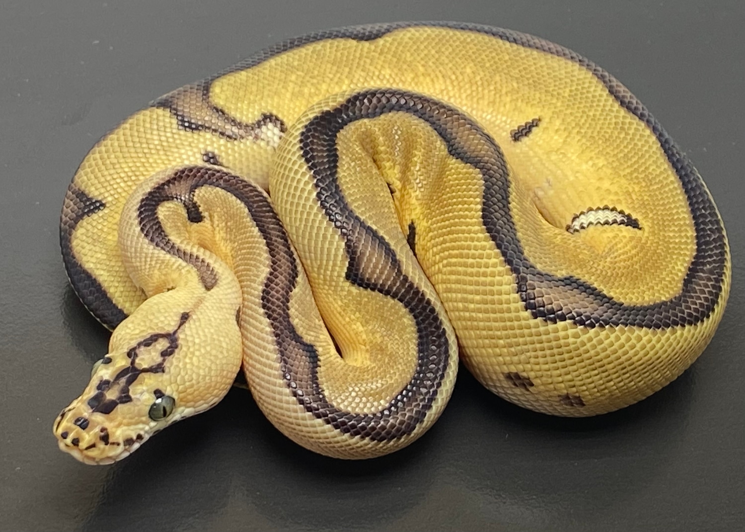 Pastel Enchi Leopard Clown Ball Python by Serpentine Exotics MorphMarket