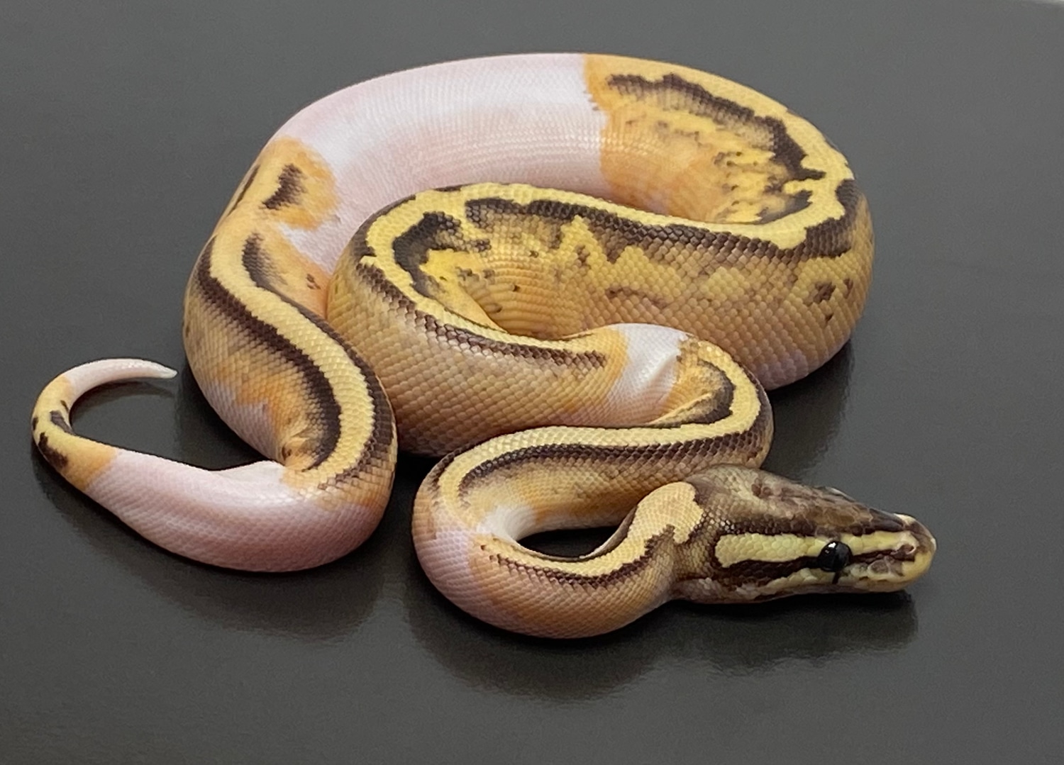 Firefly Pied Ball Python by Serpentine Exotics - MorphMarket