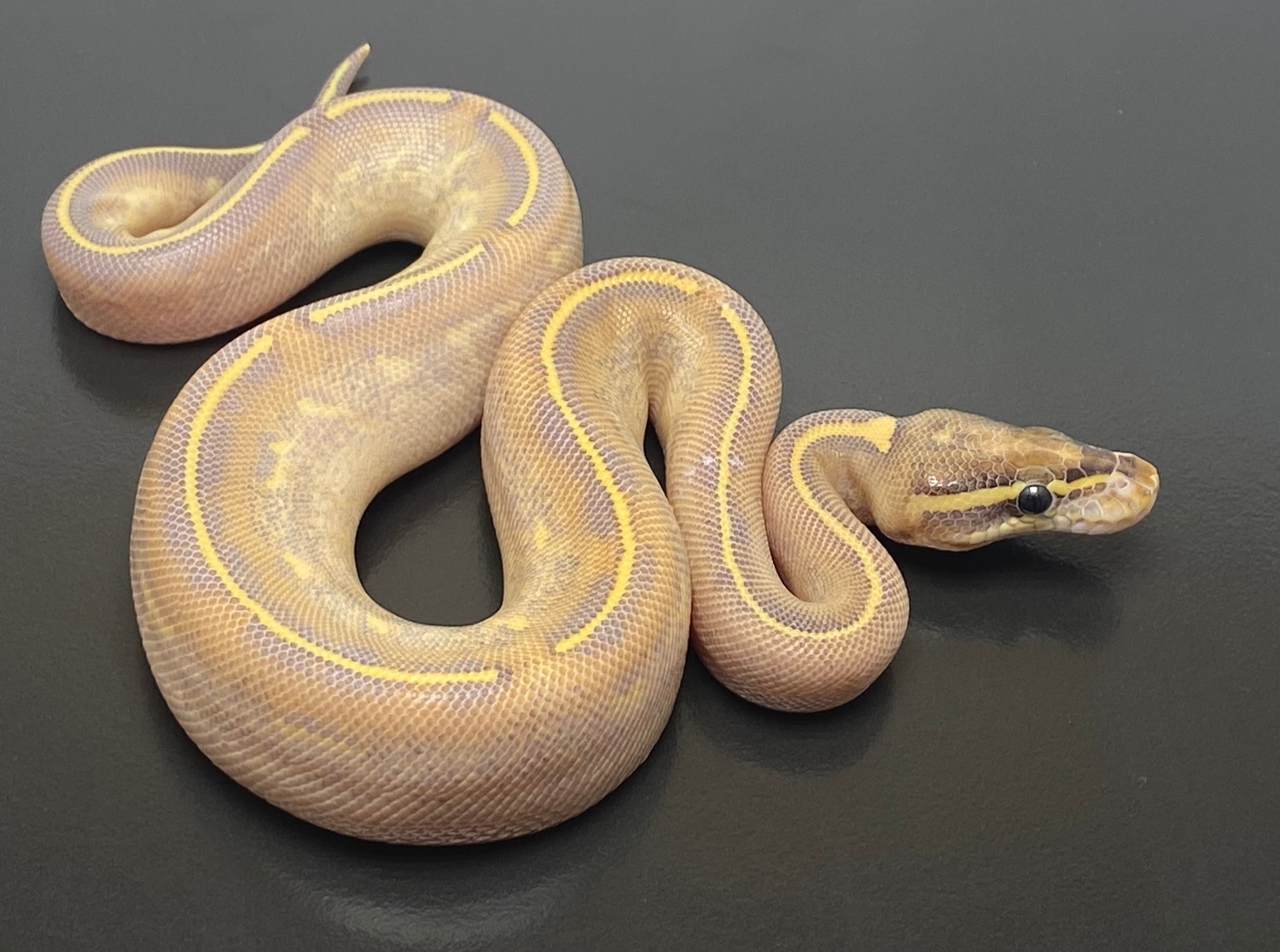 Highway Ball Python by Serpentine Exotics - MorphMarket