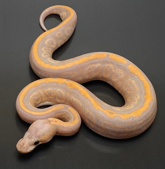 Black Pastel Banana Red Stripe Ball Python by Serpentine Exotics