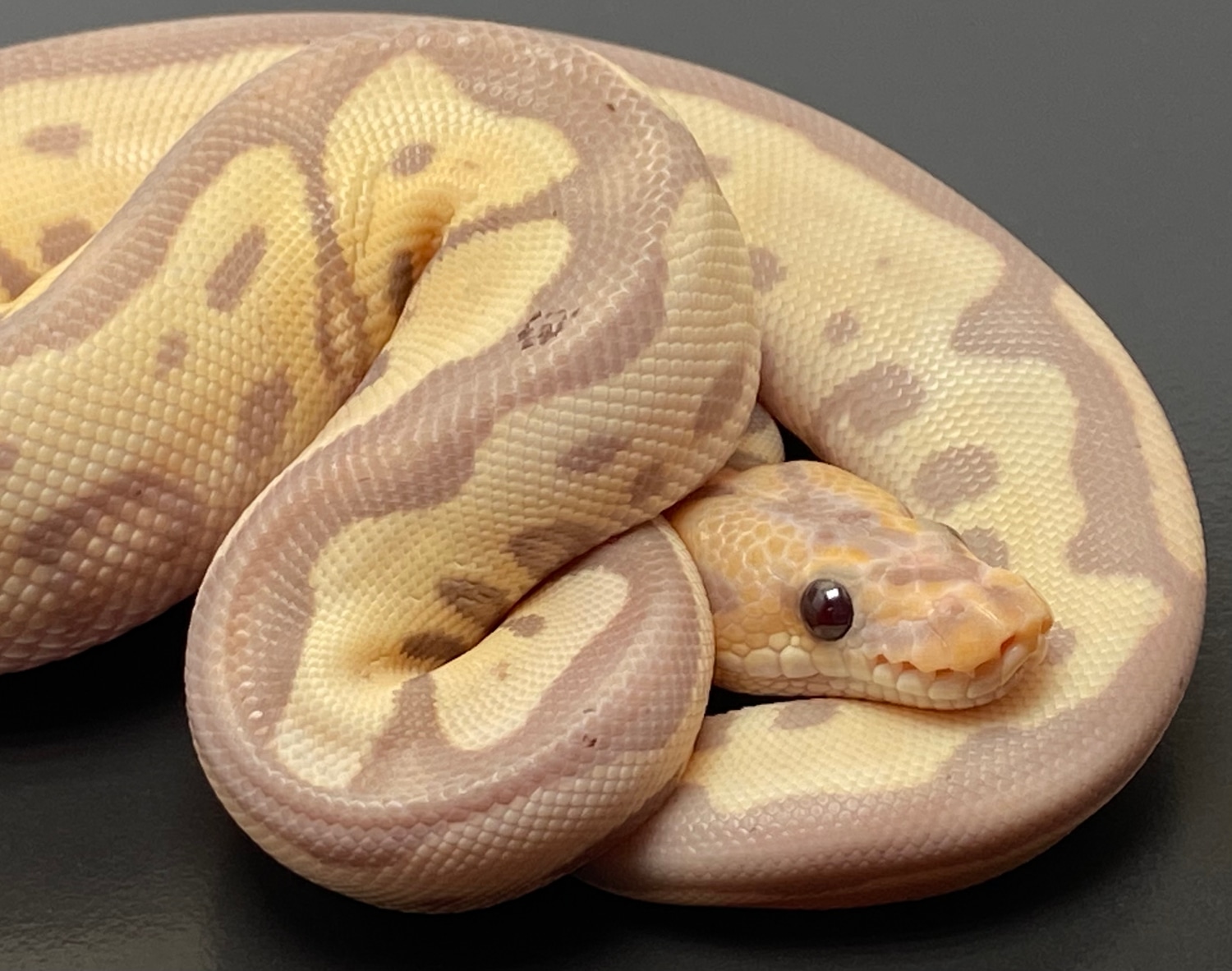 Banana Leopard Clown Ball Python by Serpentine Exotics MorphMarket
