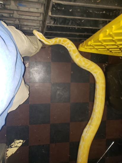 Albino Burmese Burmese Python by Baltimore Ball Python Morphs