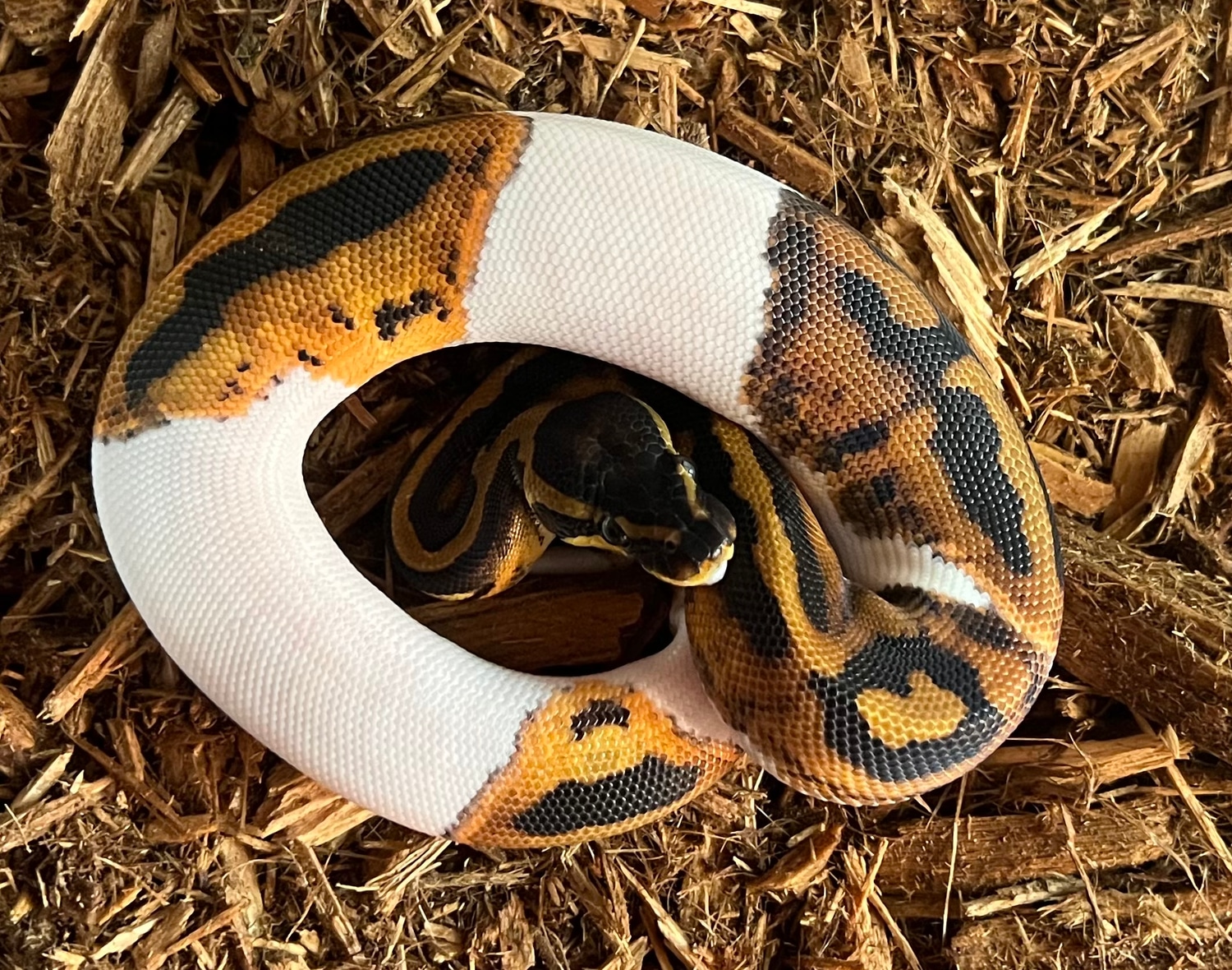 Pied Ball Python by Serpents and Salamanders - MorphMarket