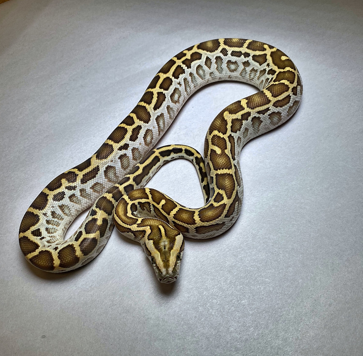 Hypo 100 Het Labyrinth, Albino Ph Granite Burmese Python by Serpents