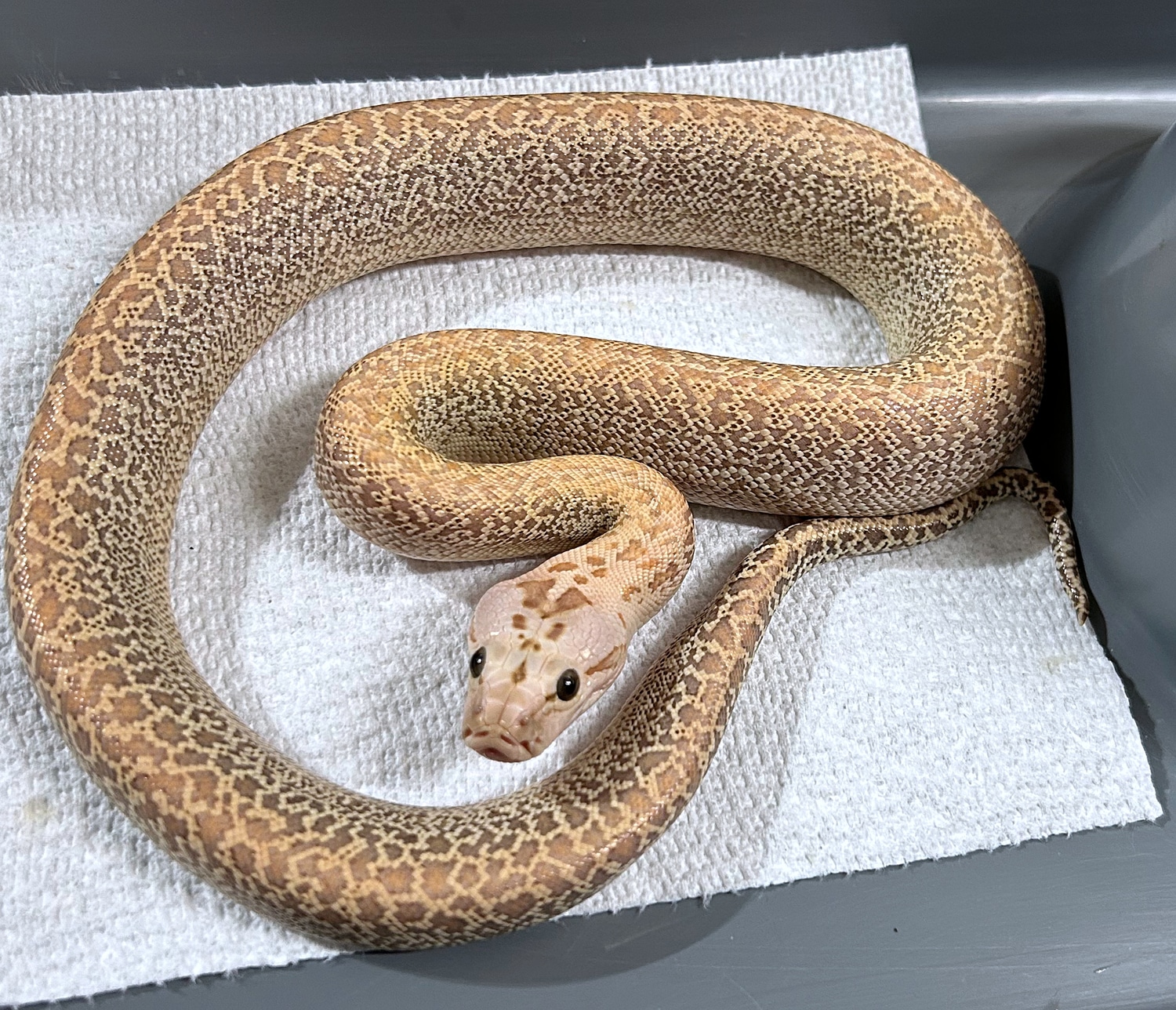 Hypo Granite Burmese Python by Serpents By Design LLC MorphMarket