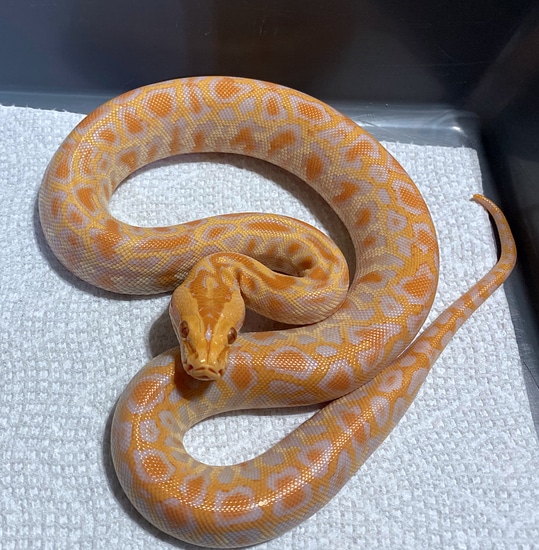Albino Burmese Python by Serpents By Design LLC